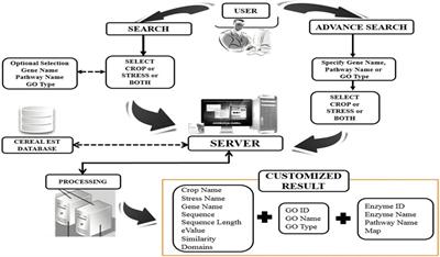 CerealESTDb: A Comprehensive Resource for Abiotic Stress-Responsive Annotated ESTs With Predicted Genes, Gene Ontology, and Metabolic Pathways in Major Cereal Crops